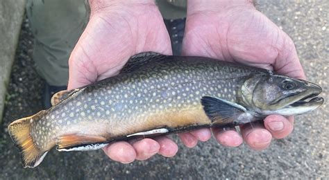 Dfg trout plants - Last week we received a plant of 3,500 Red Ear Sunfish Fish Plant Log. Trout Fish Plant Spring 2023 May 8, 2023. Last week we received a 1,600 pound Private trout plant including Trophy Rainbow Trout. Fish Plant Log. Trout Fish Plant Spring 2023 May 1, 2023. Last week we released two of our net pens and received a plant of 4,000 …